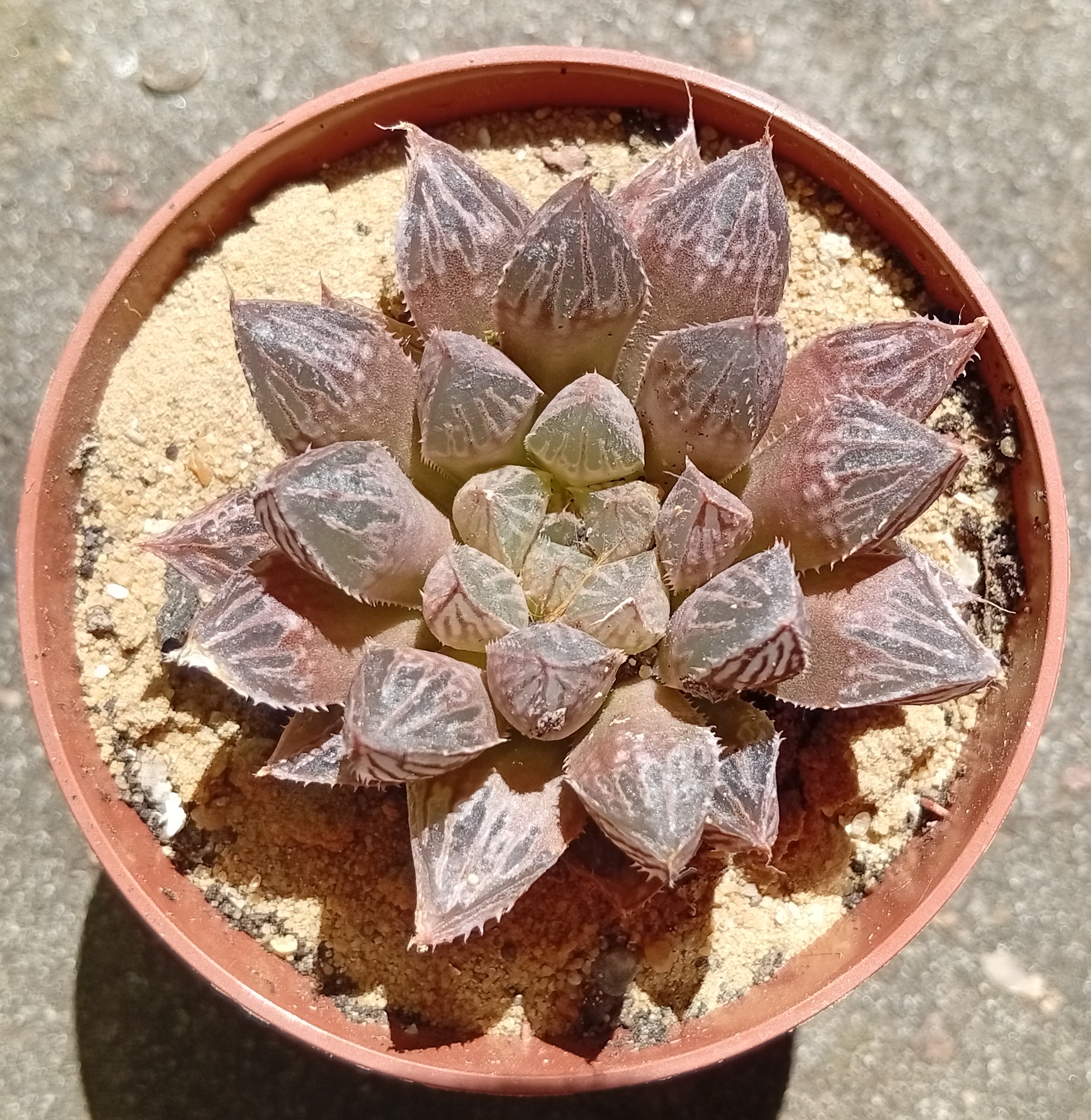 Haworthia Mirror Ball hybr
