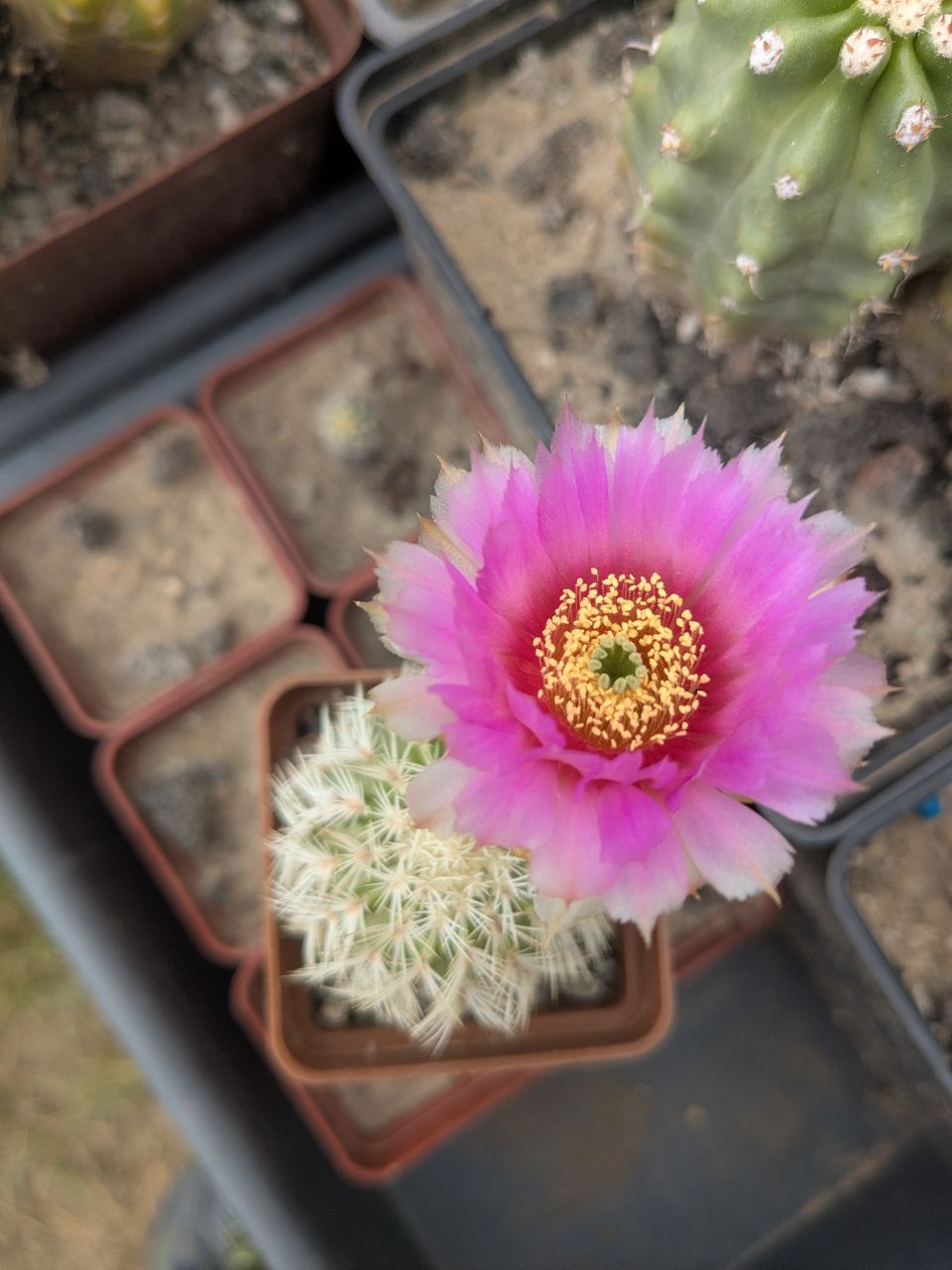 Echinocereus reichenbachii