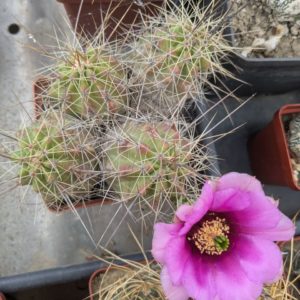Echinocereus enneacanthus (SB838) MG 203
