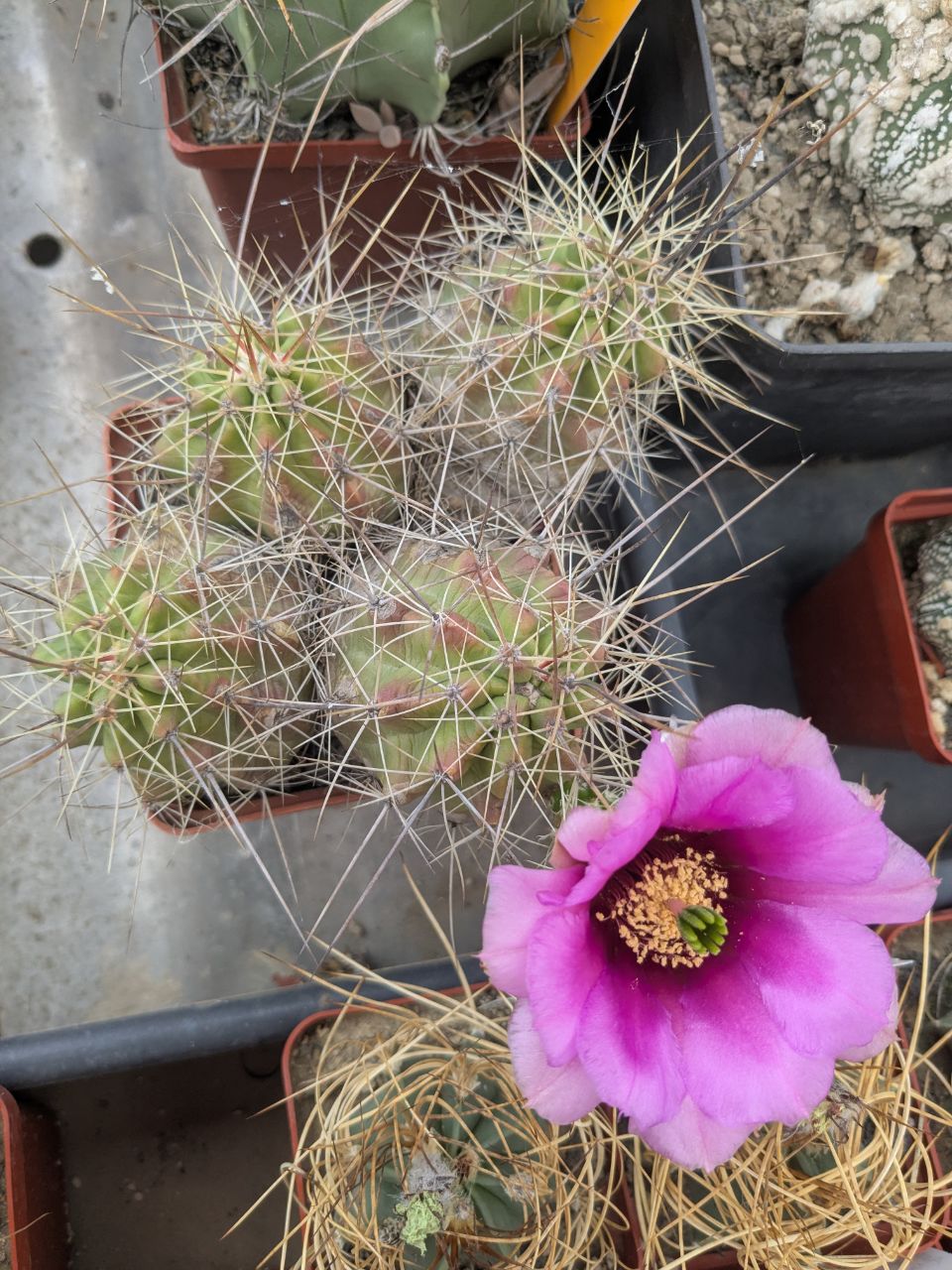 Echinocereus enneacanthus (SB838) MG 203