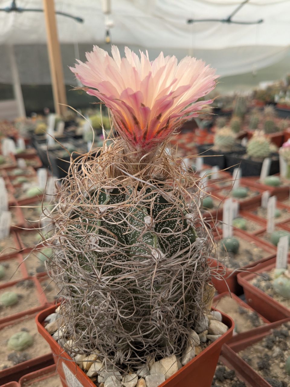 Astrophytum capricorne Weisse Stachel