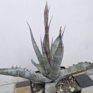 Agave sobria MG1899.35 Santa Rosalia