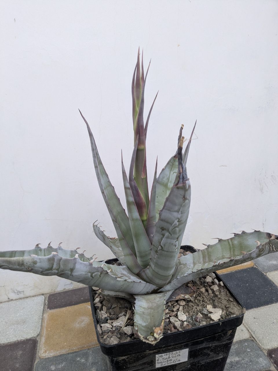 Agave sobria MG1899.35 Santa Rosalia