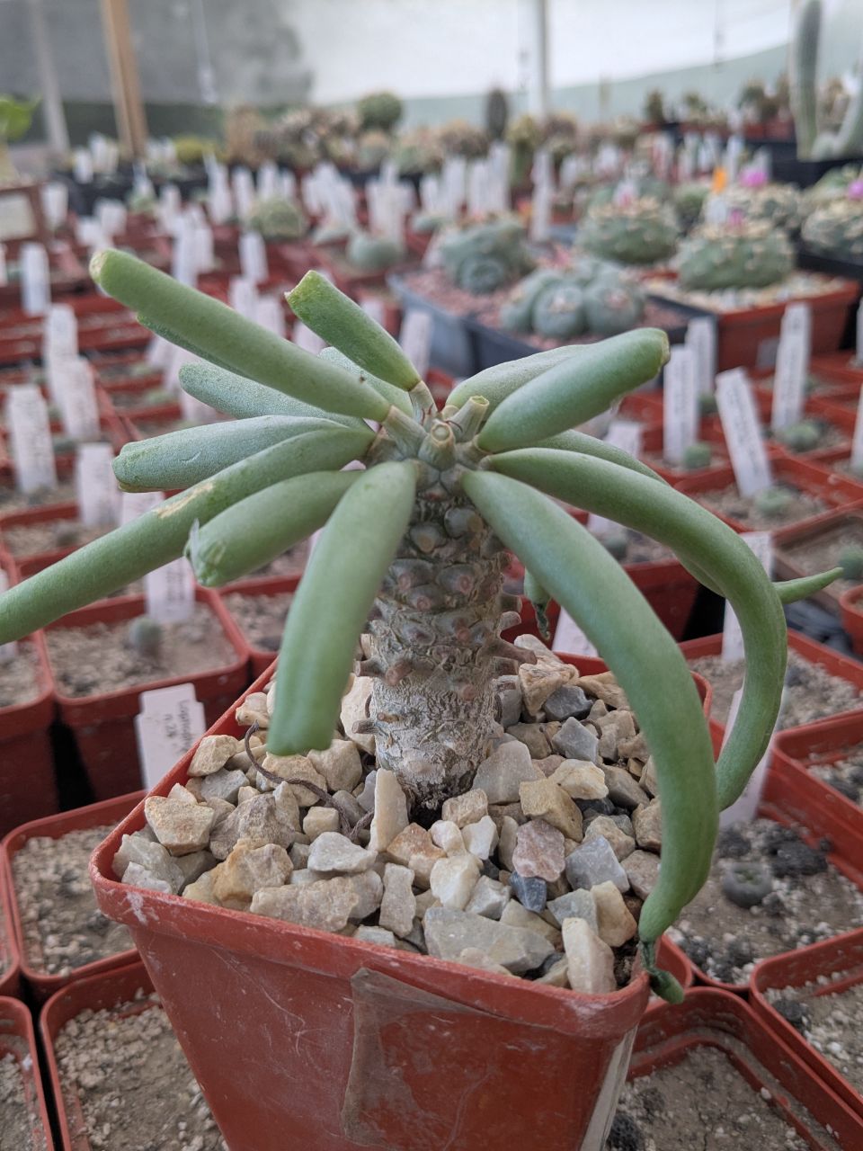 Tylecodon cacalioides