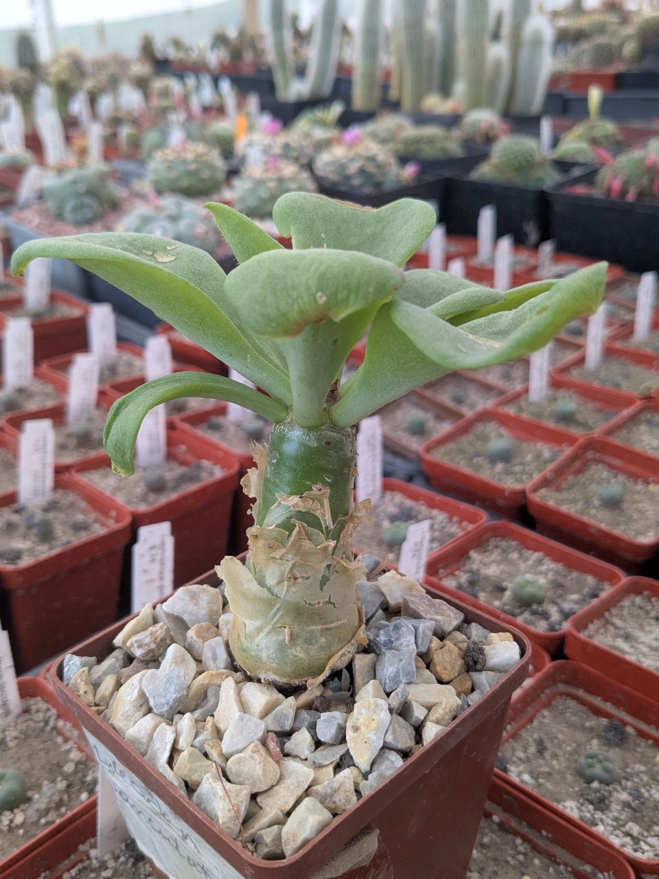 Tylecodon paniculatus