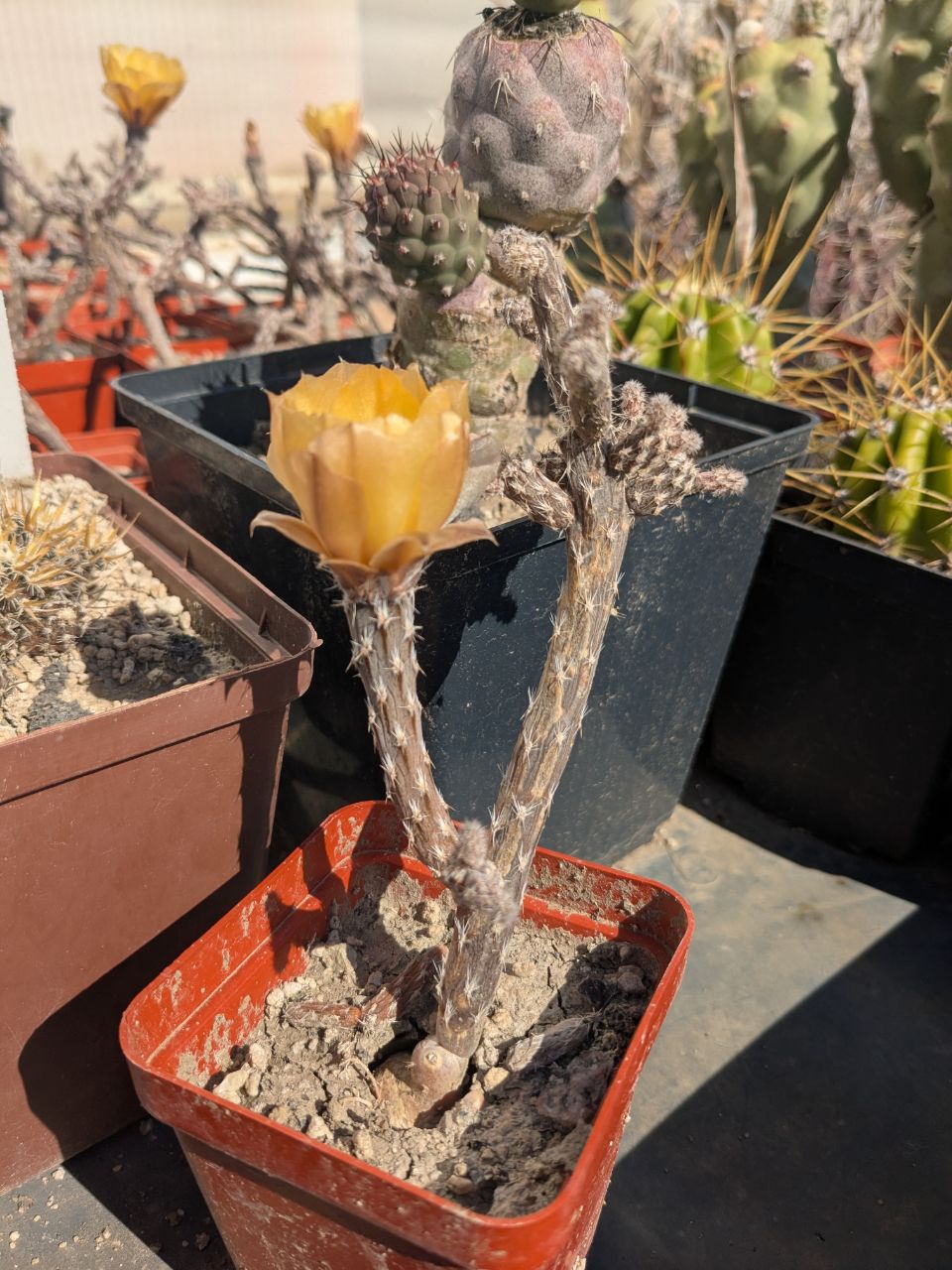 Pterocactus decipiens