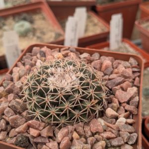 Mammillaria magnimamma Repp 906 Hacienda de los Arcos
