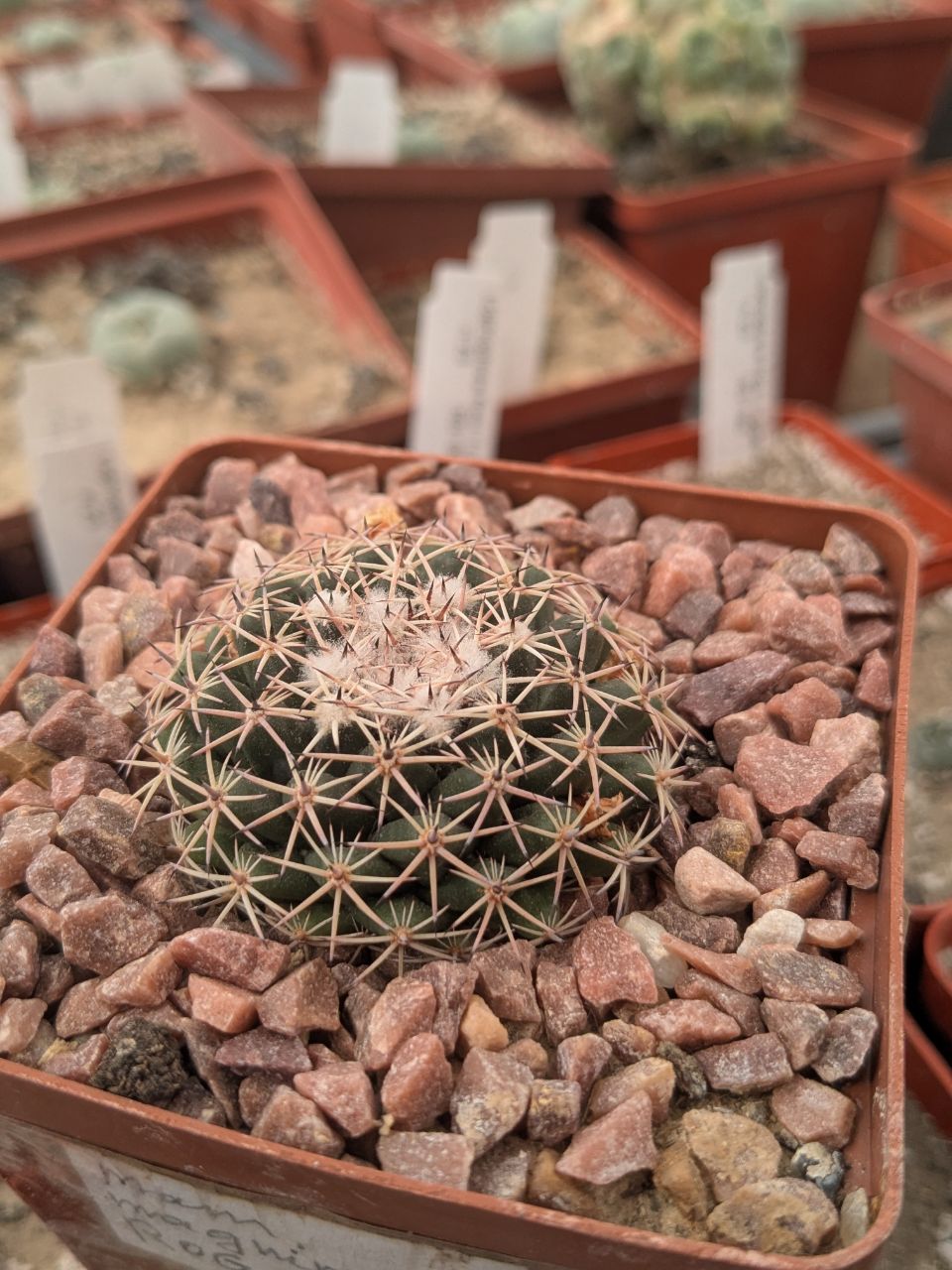 Mammillaria magnimamma Repp 906 Hacienda de los Arcos