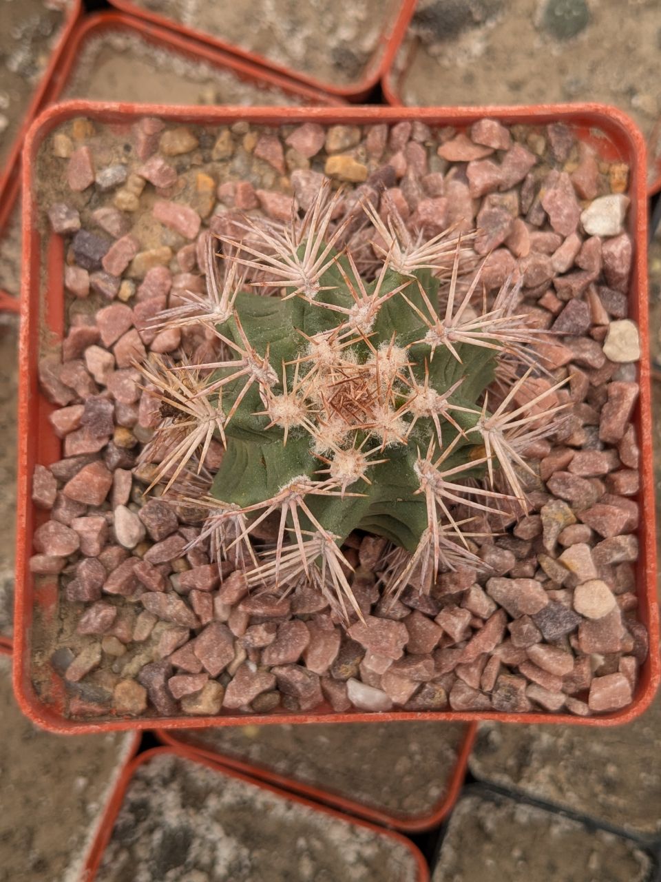 Echinocereus hybrid reichenbachii x triglochidiatus