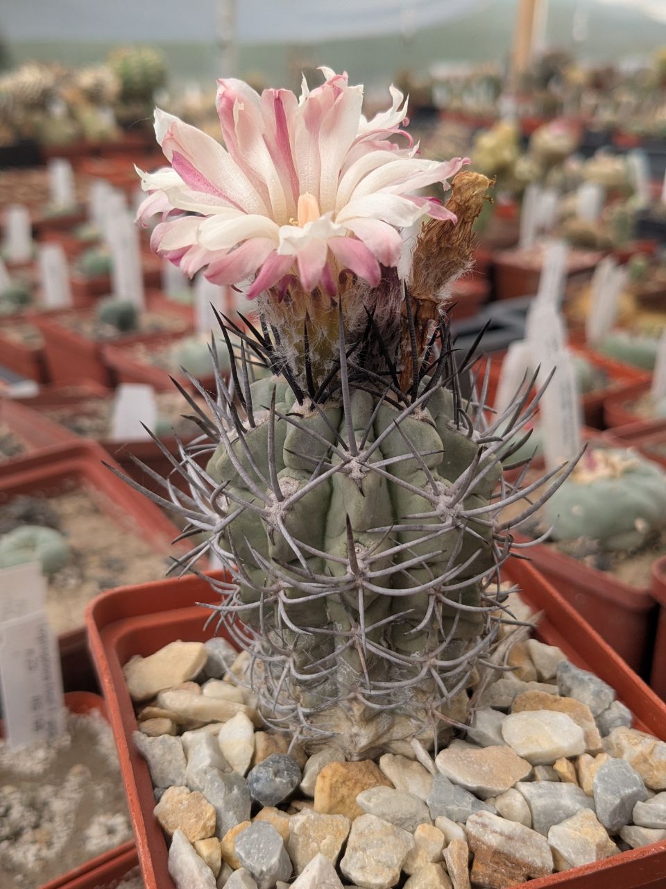 Neochilenia paucicostata blue form
