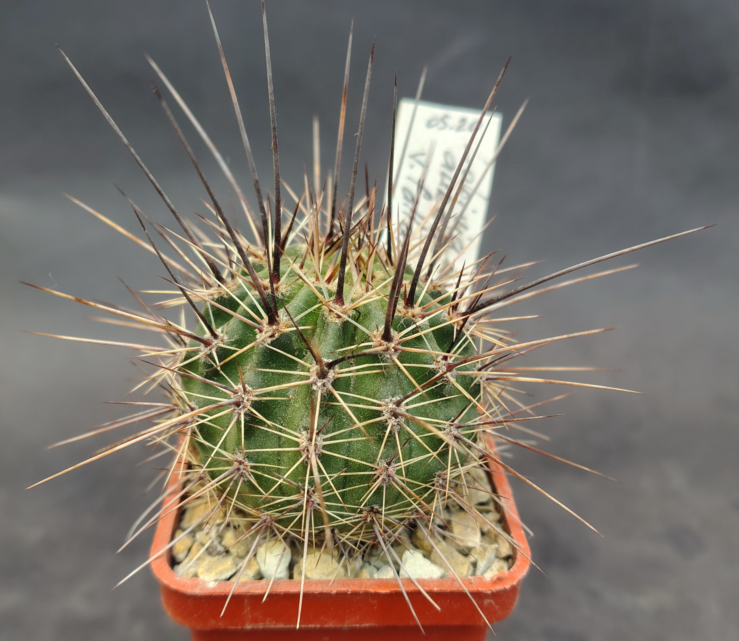 Lobivia aurea v. fallax P137 (Piltz)