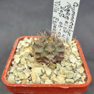 Gymnocalycium marekiorum VoS 03-049, Villa Esperanza, Santa Cruz, Bolivia (V. Schädlich)