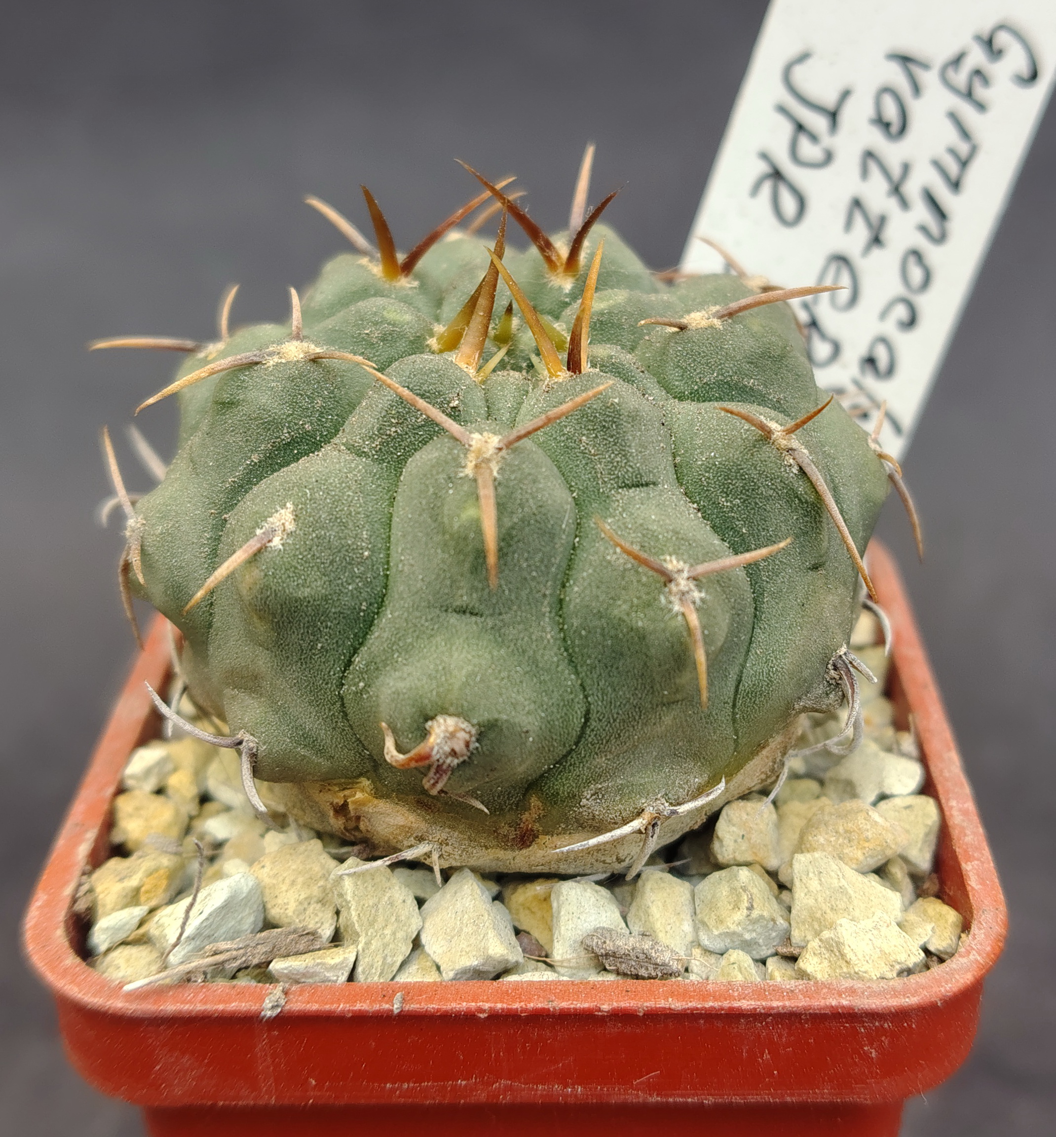 Gymnocalycium vatteri JPR 107/257