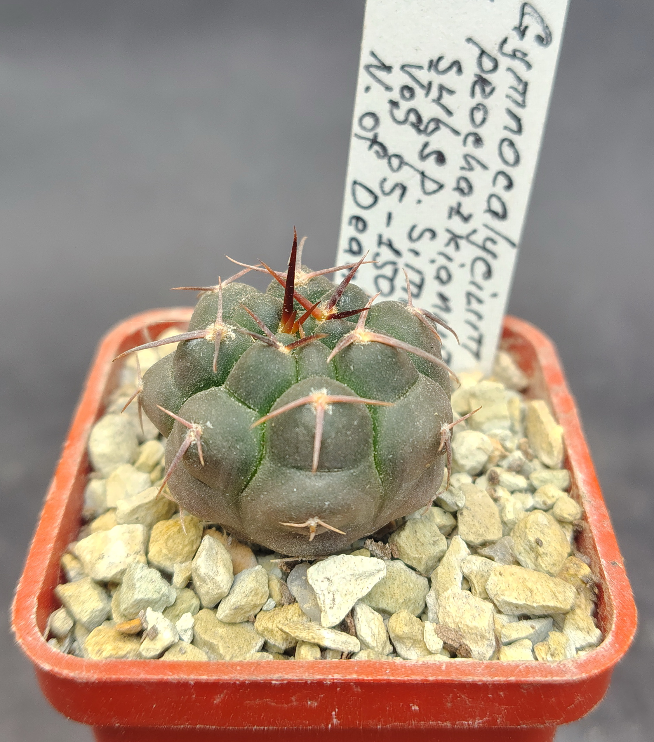 Gymnocalycium prochazkianum ssp. simile VoS 05-150, N. of Dean Funes, Córdoba (V. Schädlich)