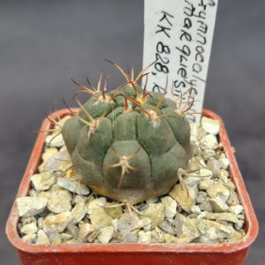 Gymnocalycium marquesii KK 828