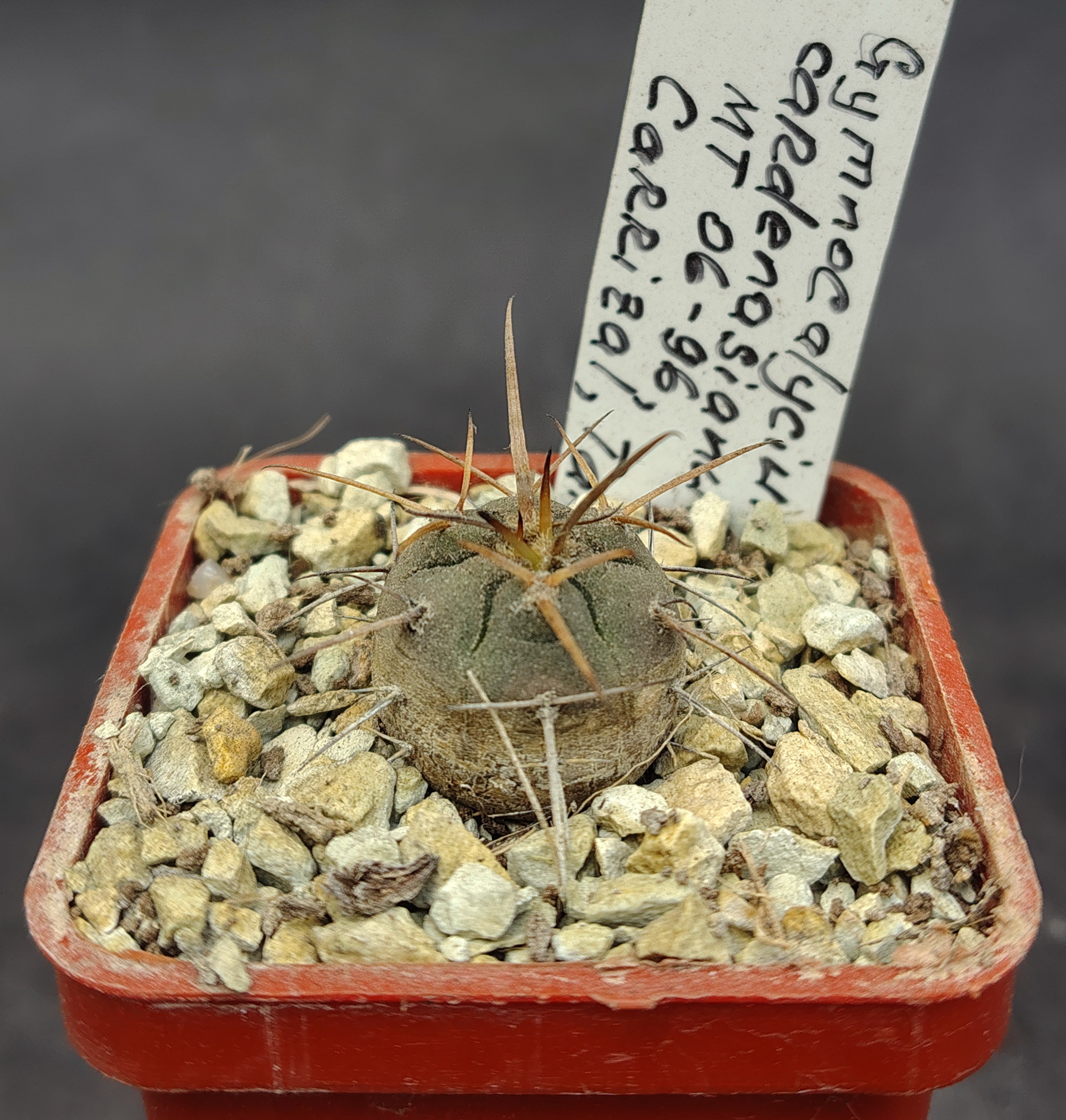 Gymnocalycium cardenesianum MT 06-96