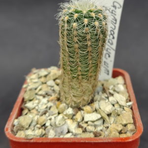 Gymnocalycium bruchii LF 86