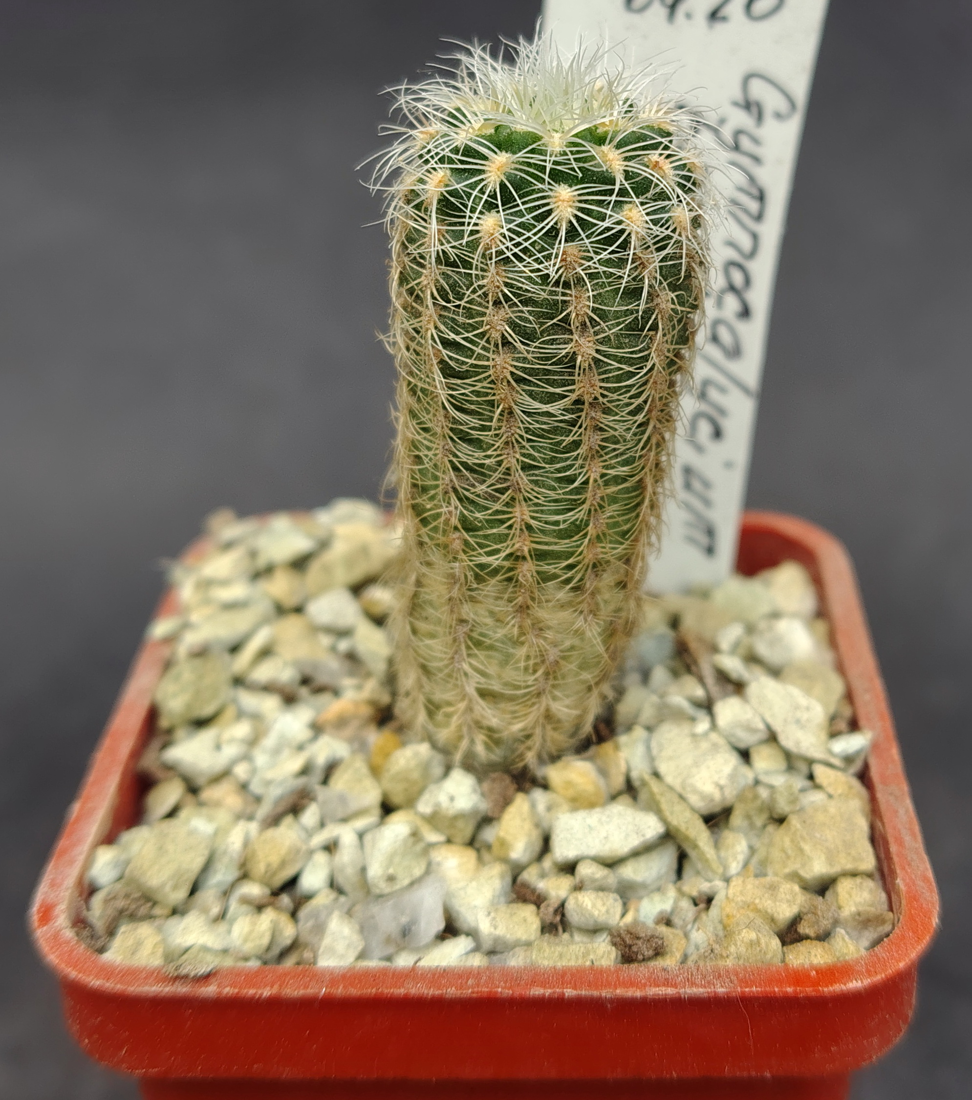Gymnocalycium bruchii LF 86