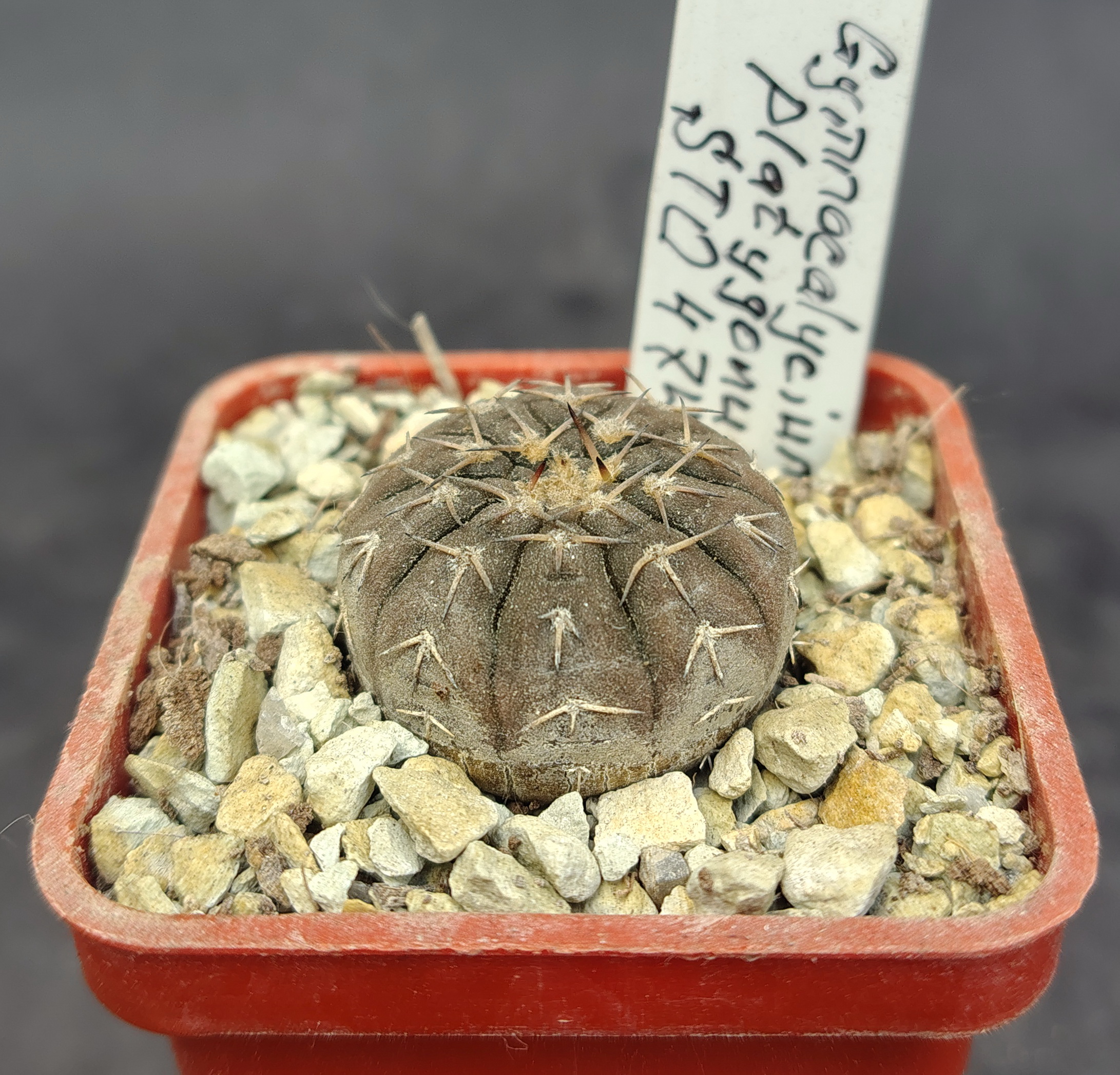 Gymnocalycium platygonum STO 474