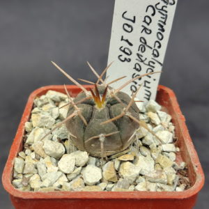 Gymnocalycium cardenesianum JO 193