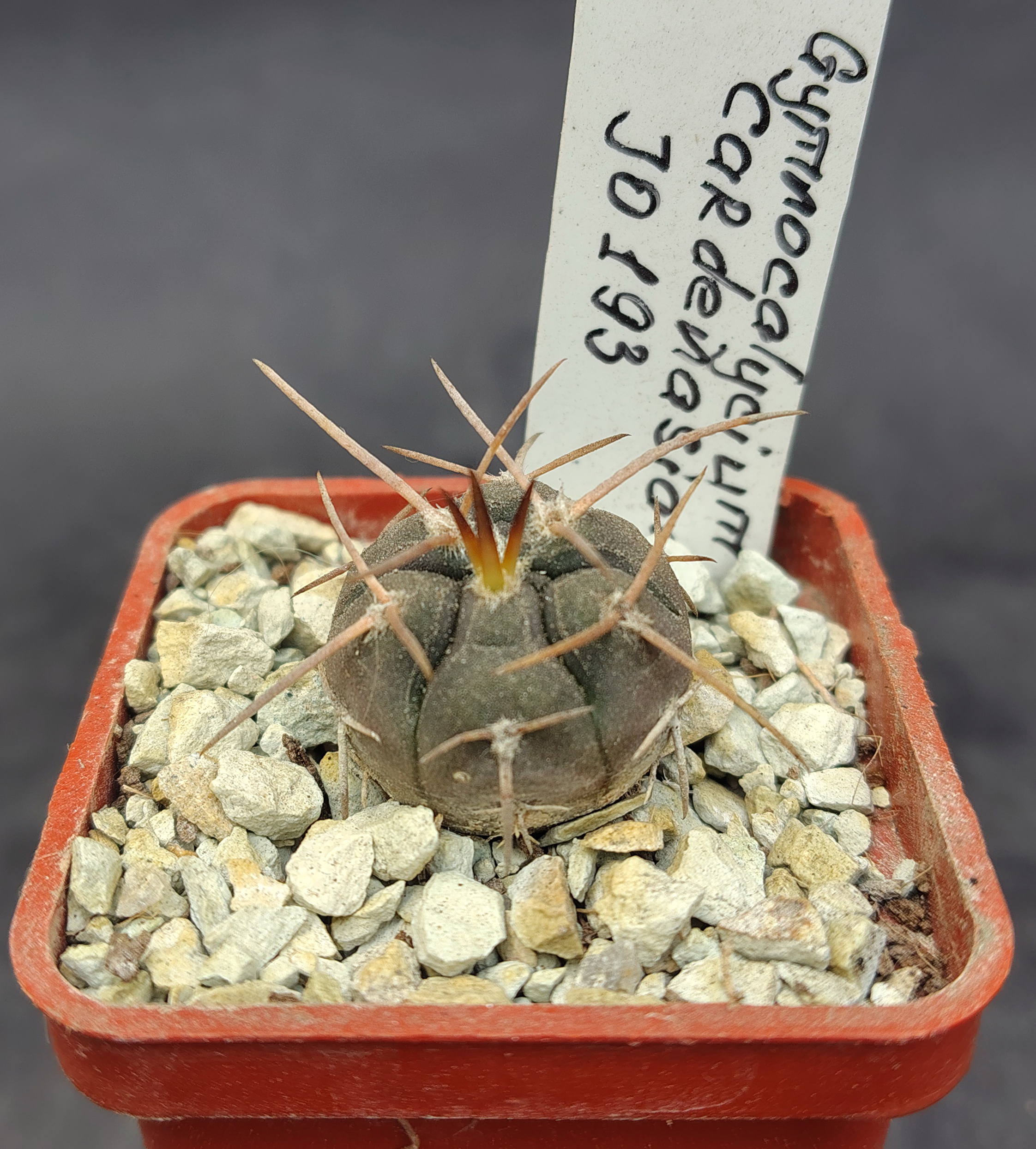 Gymnocalycium cardenesianum JO 193
