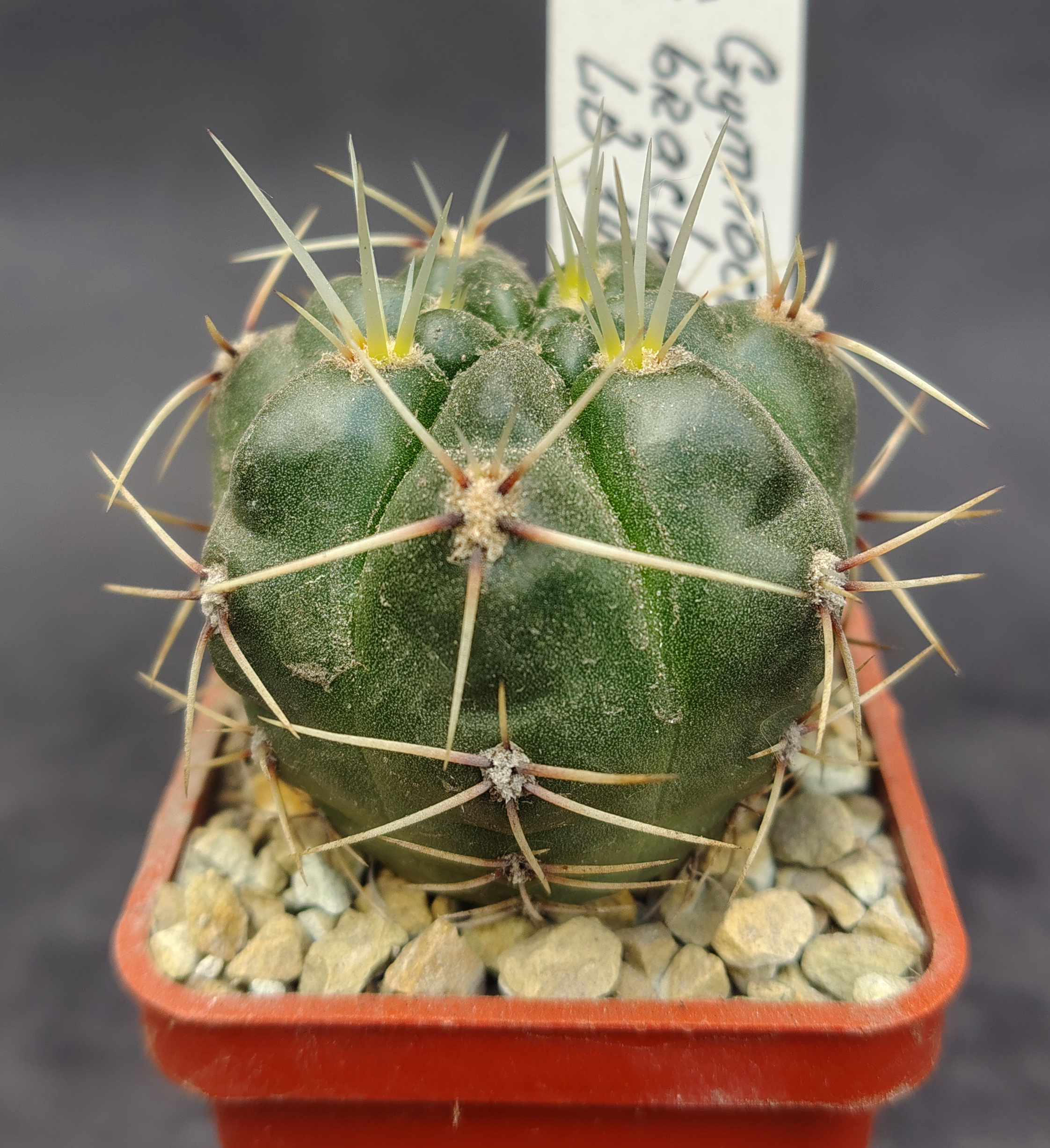 Gymnocalycium brachyanthum LB 1400, Cerros Largos