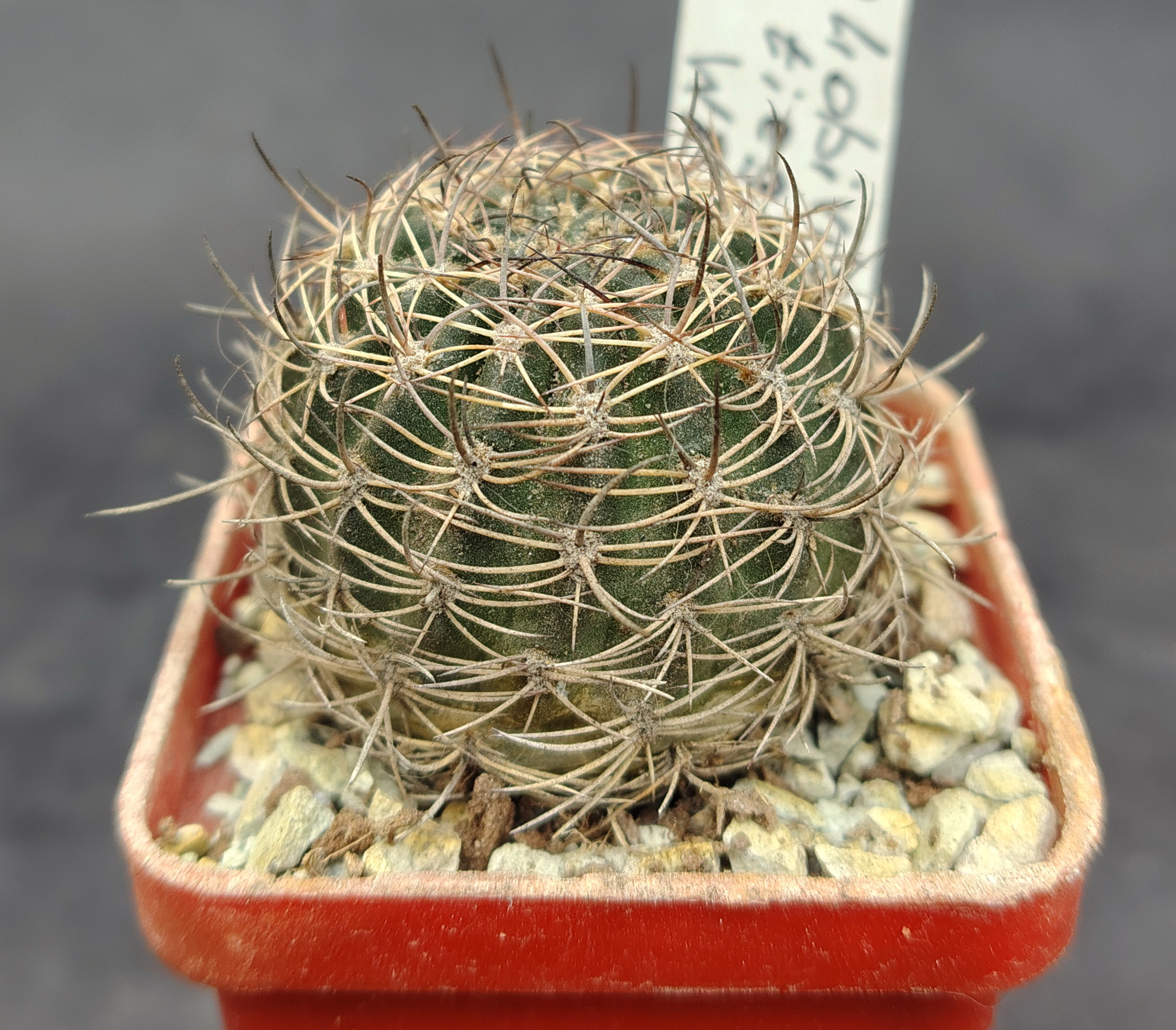 Lobivia tiegeliana WR 84