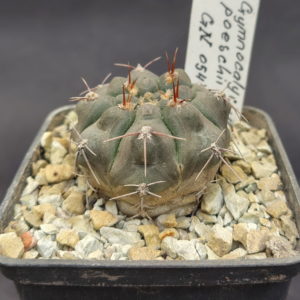 Gymnocalycium poeschii GN 0547-1015