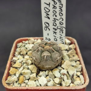 Gymnocalycium prochazkianum TOM 06-26/2