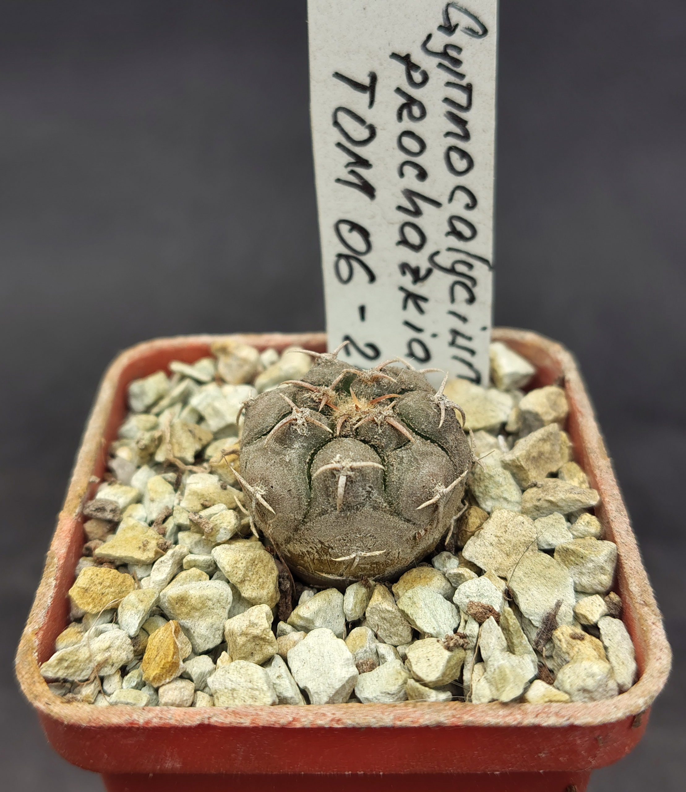 Gymnocalycium prochazkianum TOM 06-26/2