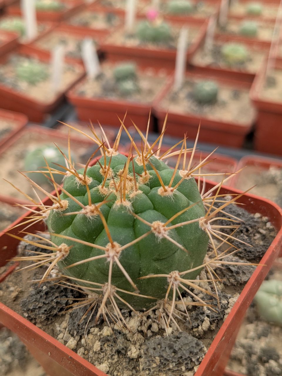Hybrid Matucana madisoniorum X Morawetzia sericata