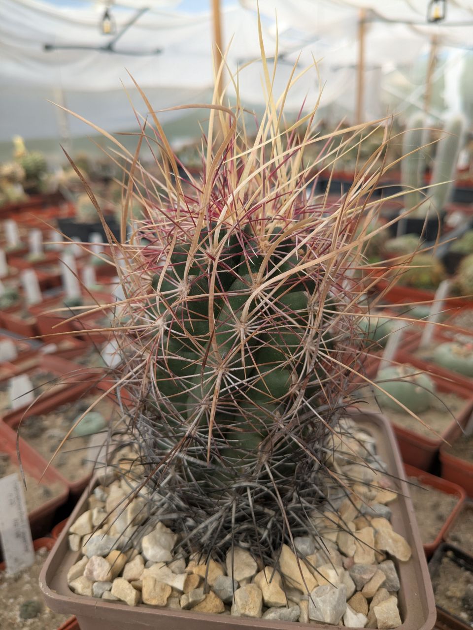 Thelocactus bicolor v. texensis