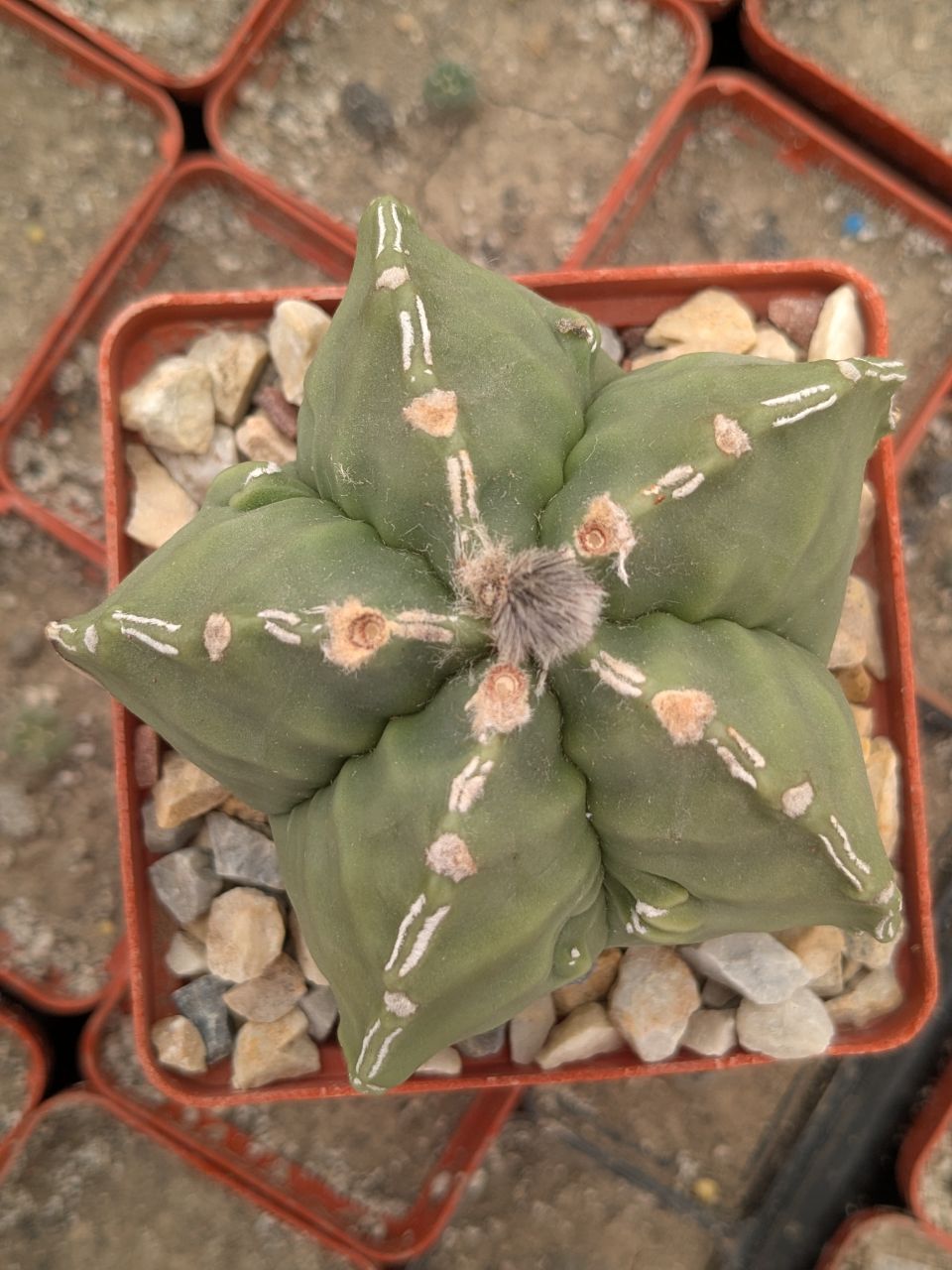 Astrophytum myriostigma 'Fukuryu'