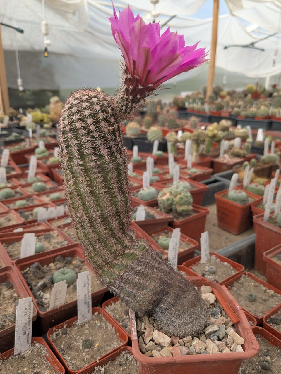 Echinocereus pseudopectinatus (L607) MG183.7