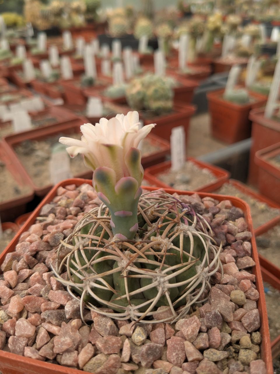 Gymnocalycium nigriareolatum v. densispinum