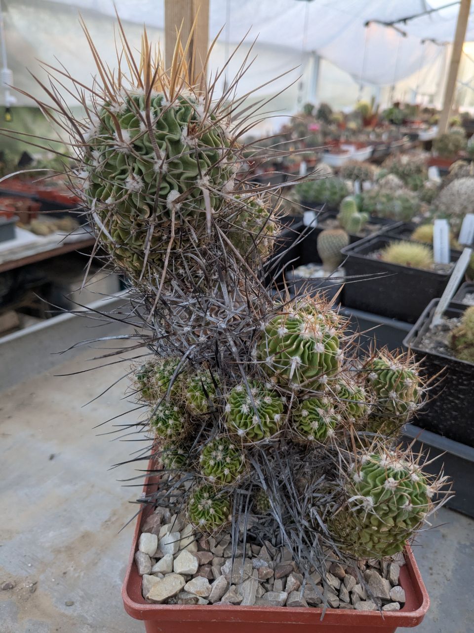 Stenocactus longispinus