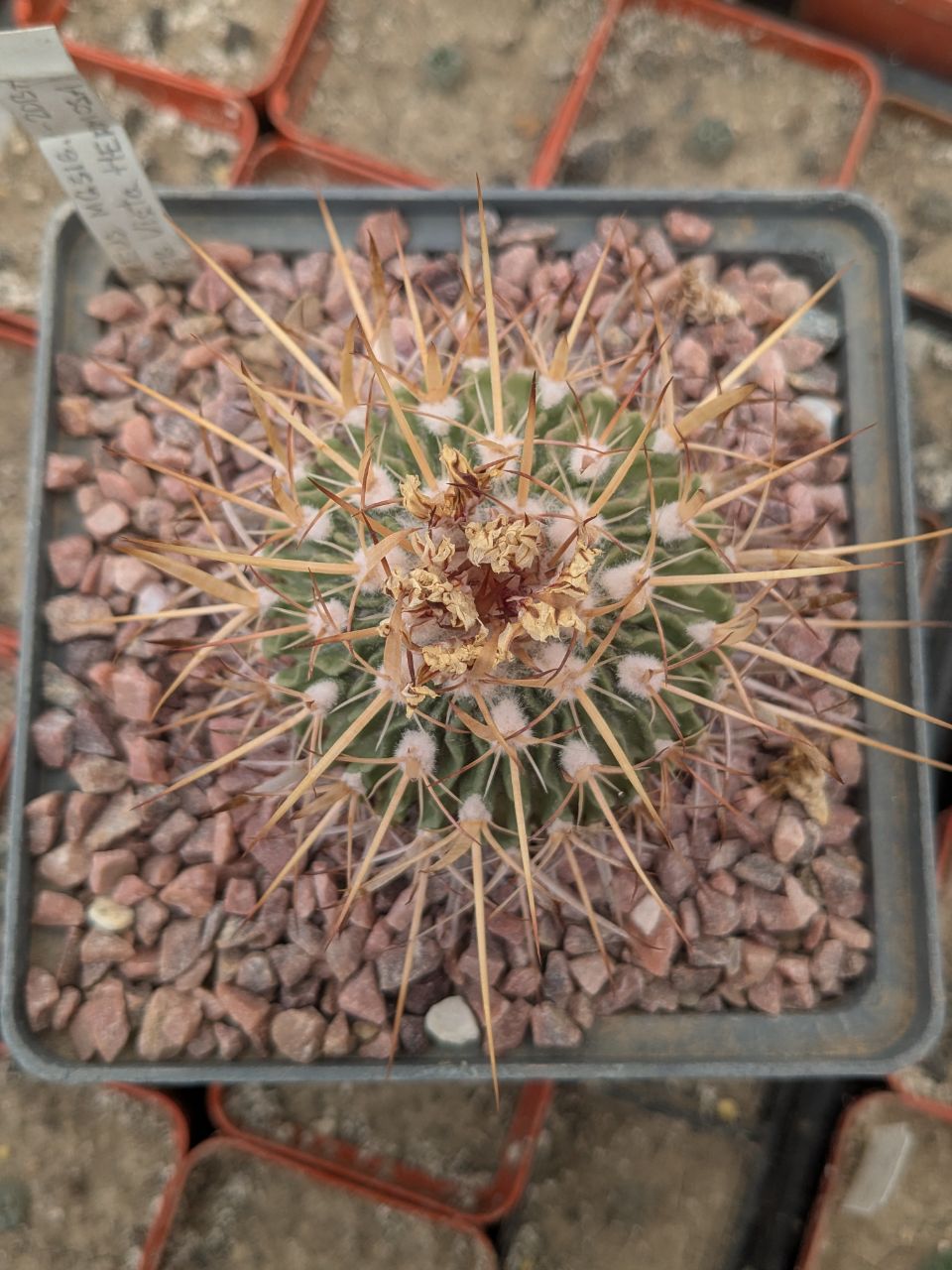 Stenocactus sulphureus Vista Hermosa MG 316.1
