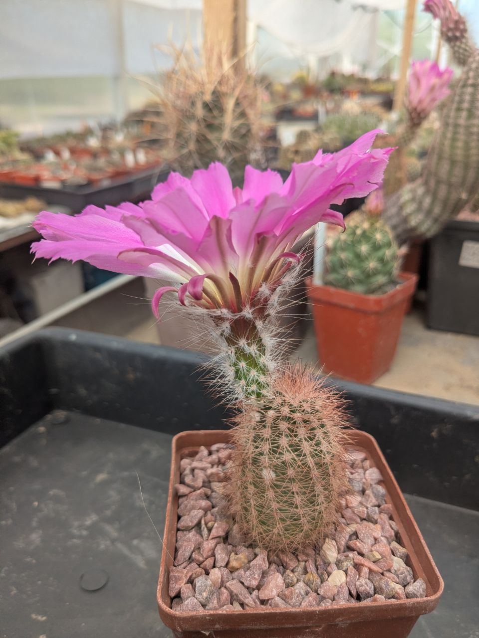 Echinocereus chisoensis v. fobeanus HK 303
