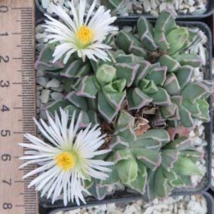 faucaria felina white flowers