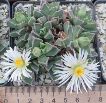 faucaria felina white flowers