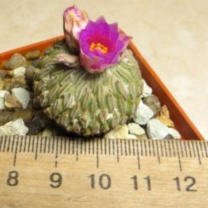 pelecyphora aselliformis own root