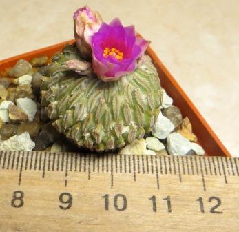 pelecyphora aselliformis own root