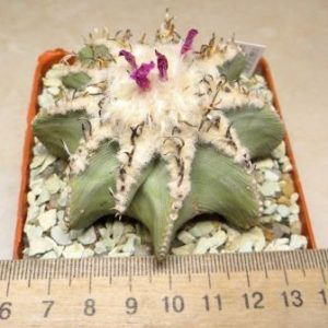 aztekium hintonii own root