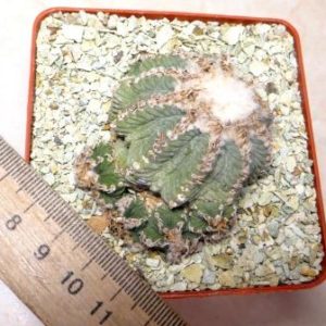 aztekium ritteri own root