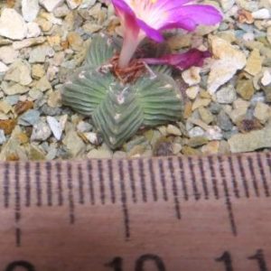 aztekium valdezii own root