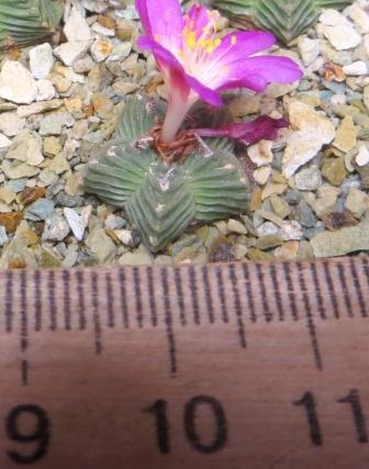 aztekium valdezii own root