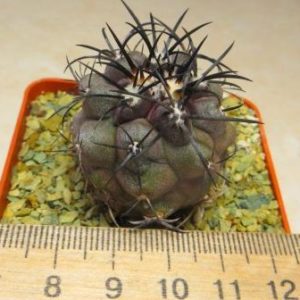 copiapoa griseoviolacea own root