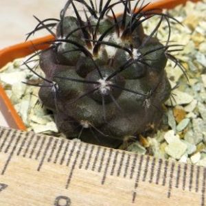copiapoa griseoviolacea own root