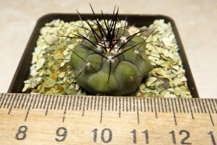 copiapoa cinerea tenebrosa own root