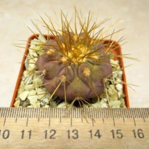 copiapoa cinerea gigantea own root